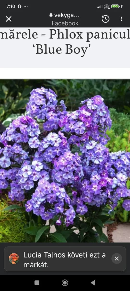 Brumărele parfumate  - 1