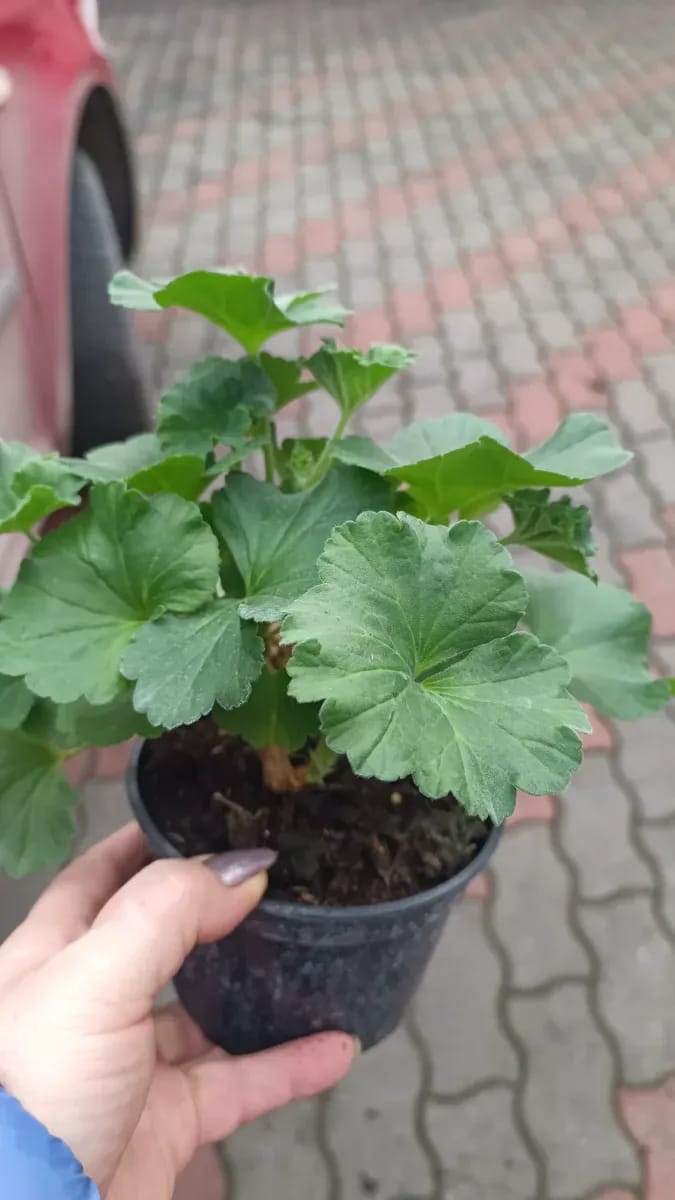Mușcate trandafir  - 0