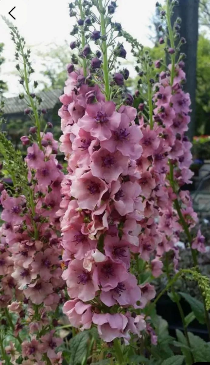 Verbascum  - 0