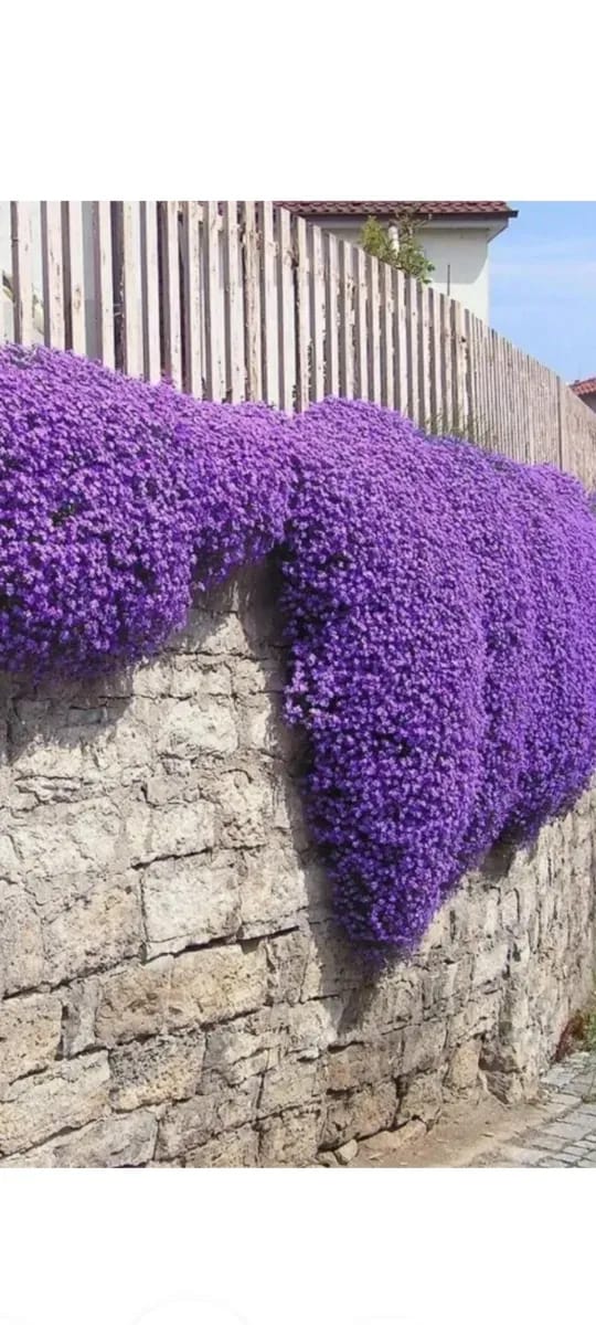 Aubrieta cascadă  - 0