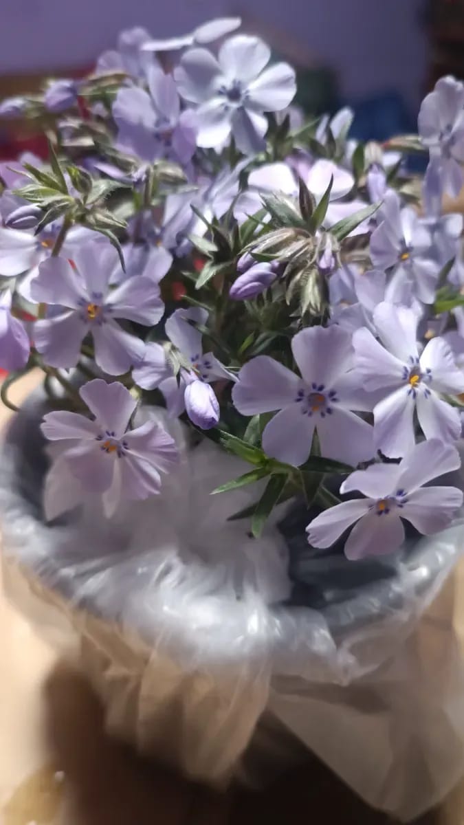 Phlox subulata  - 0
