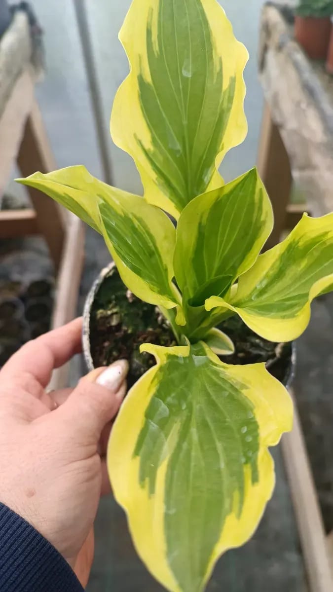 Hosta - 0