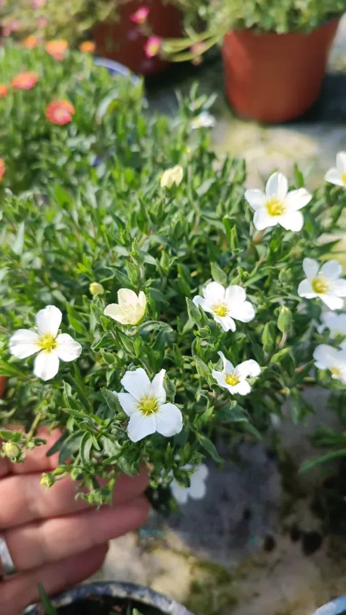Sacxifraga târâtoare  - 0