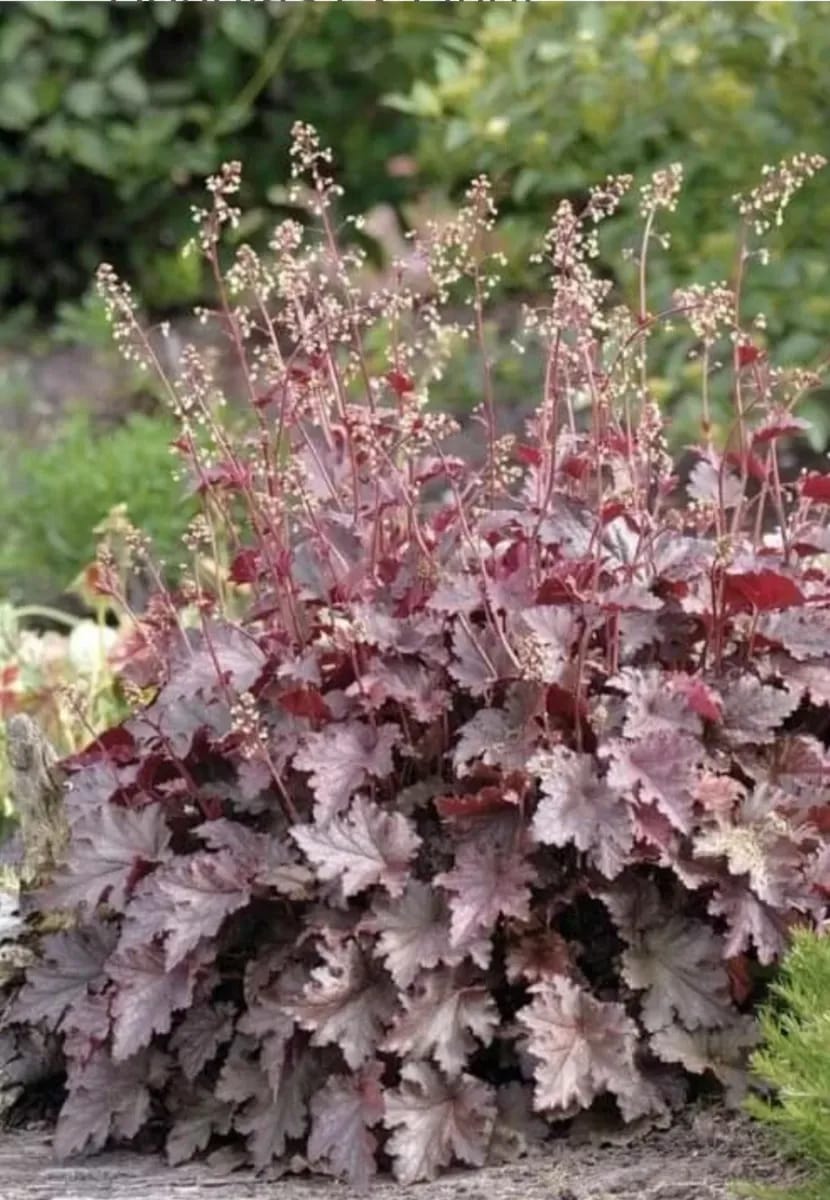 Heuchera  - 0