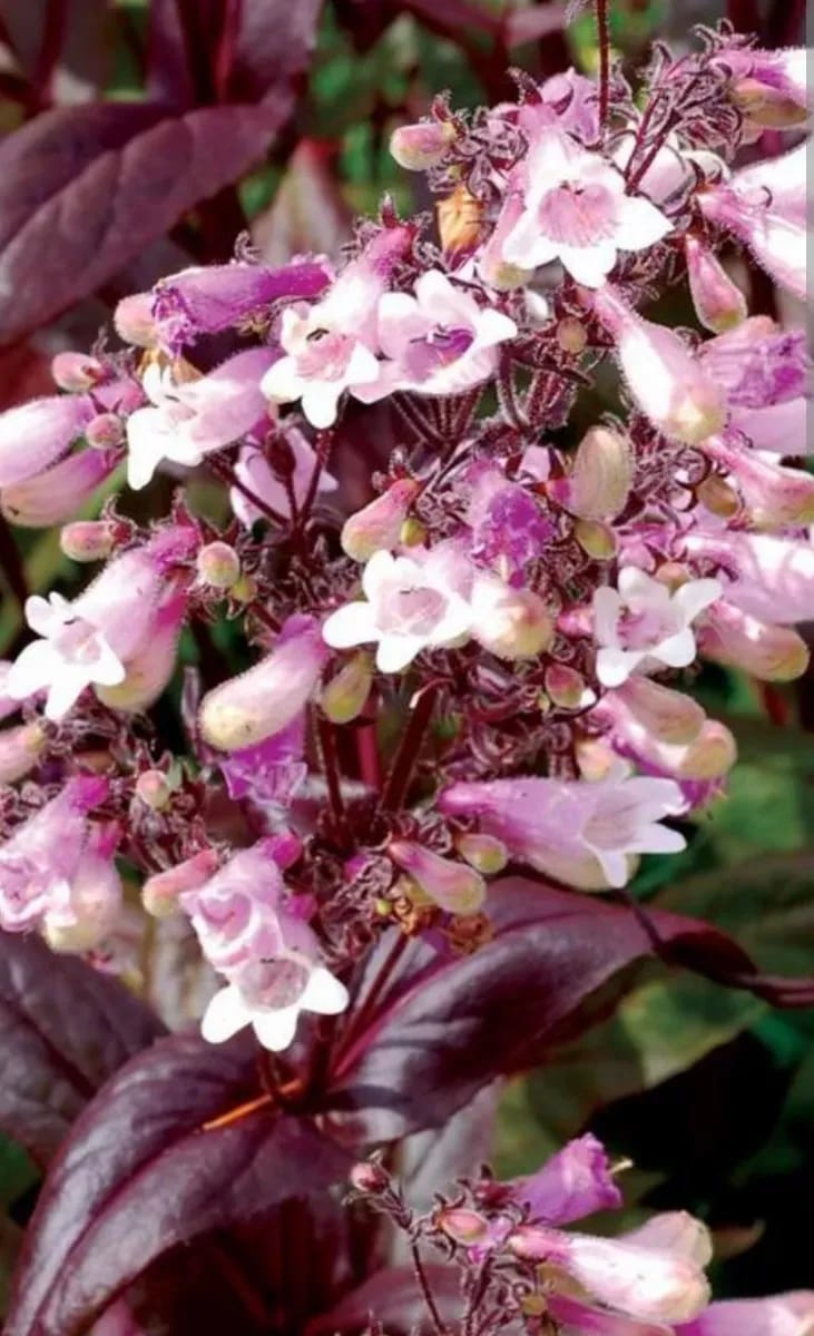 Penstemon digitális  - 0