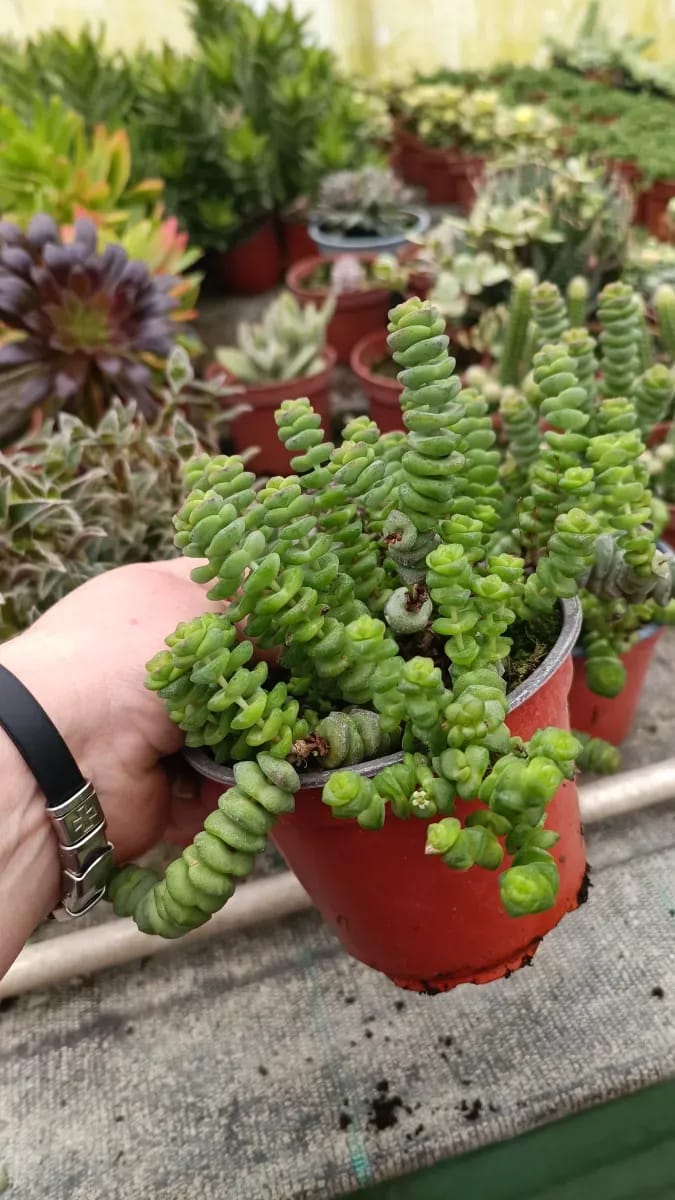Crasula  - 0