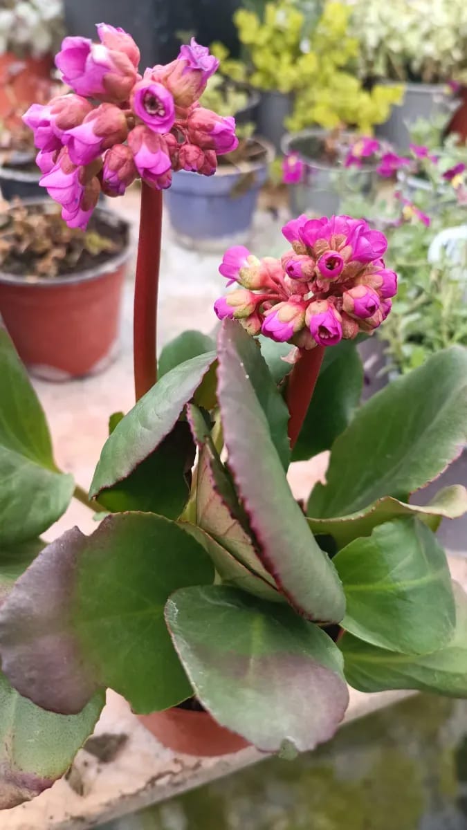 Bergeniea  - 0