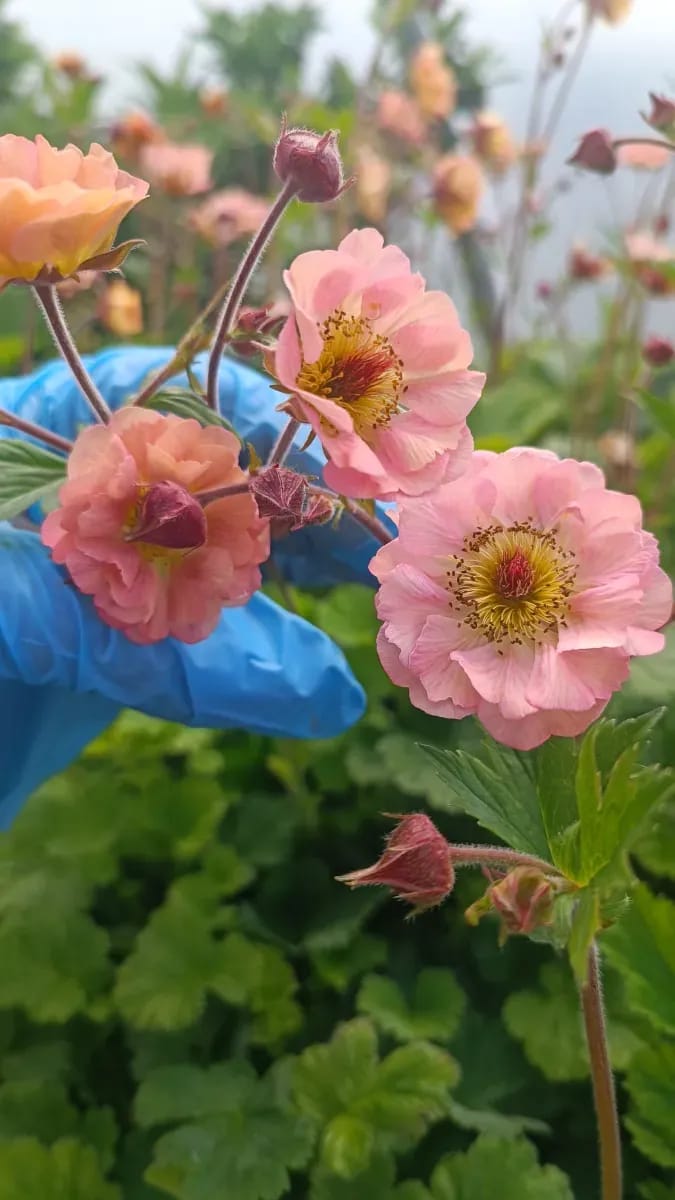 Geum s-au mușcată de grădină  - 0
