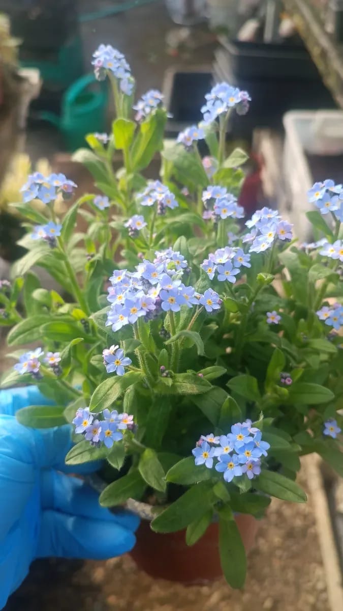 Floarea de nu mă uita  - 0