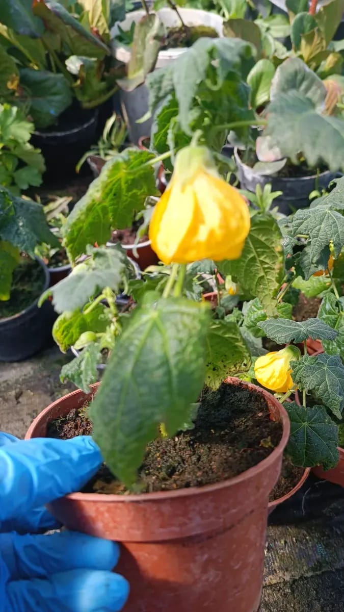 Abutilon diferite culori  - 0