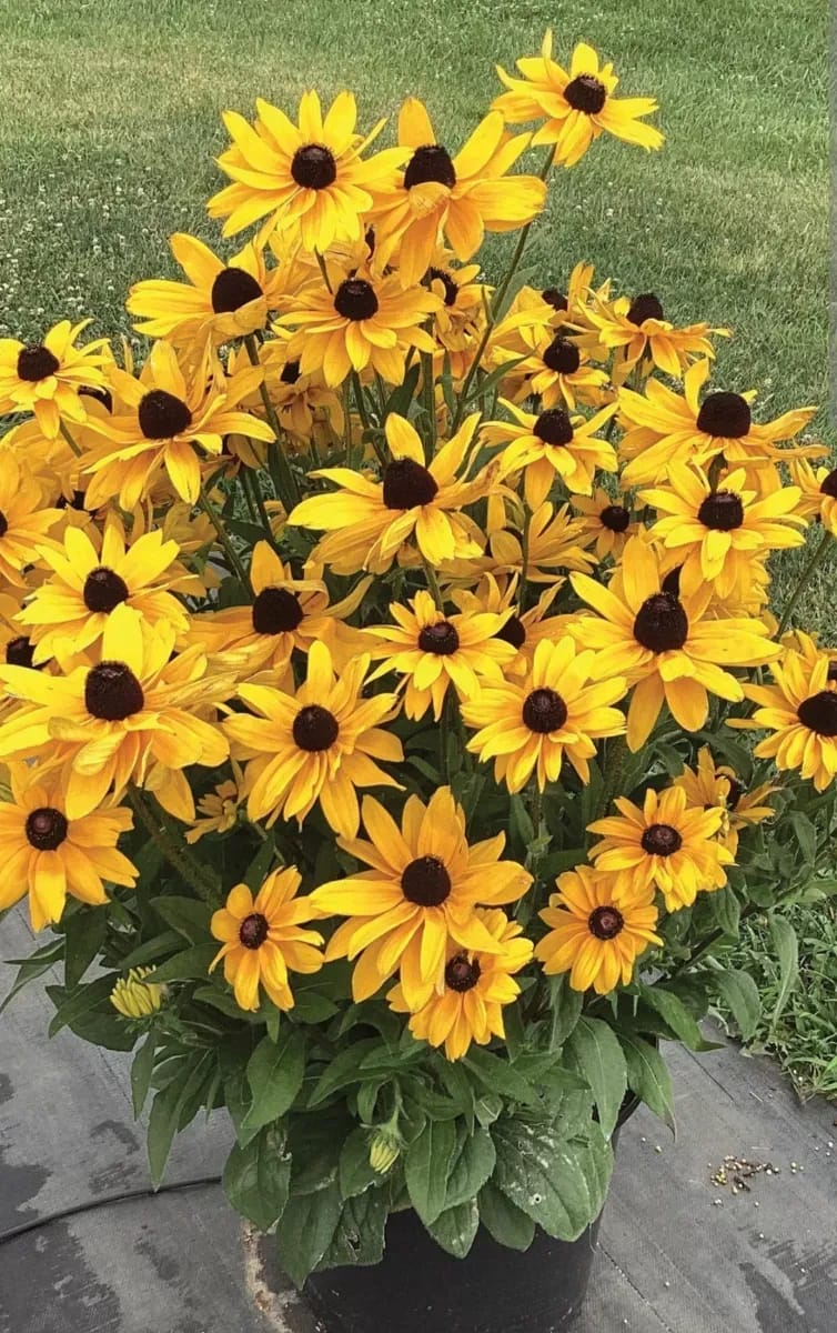 Rudbechia  - 0