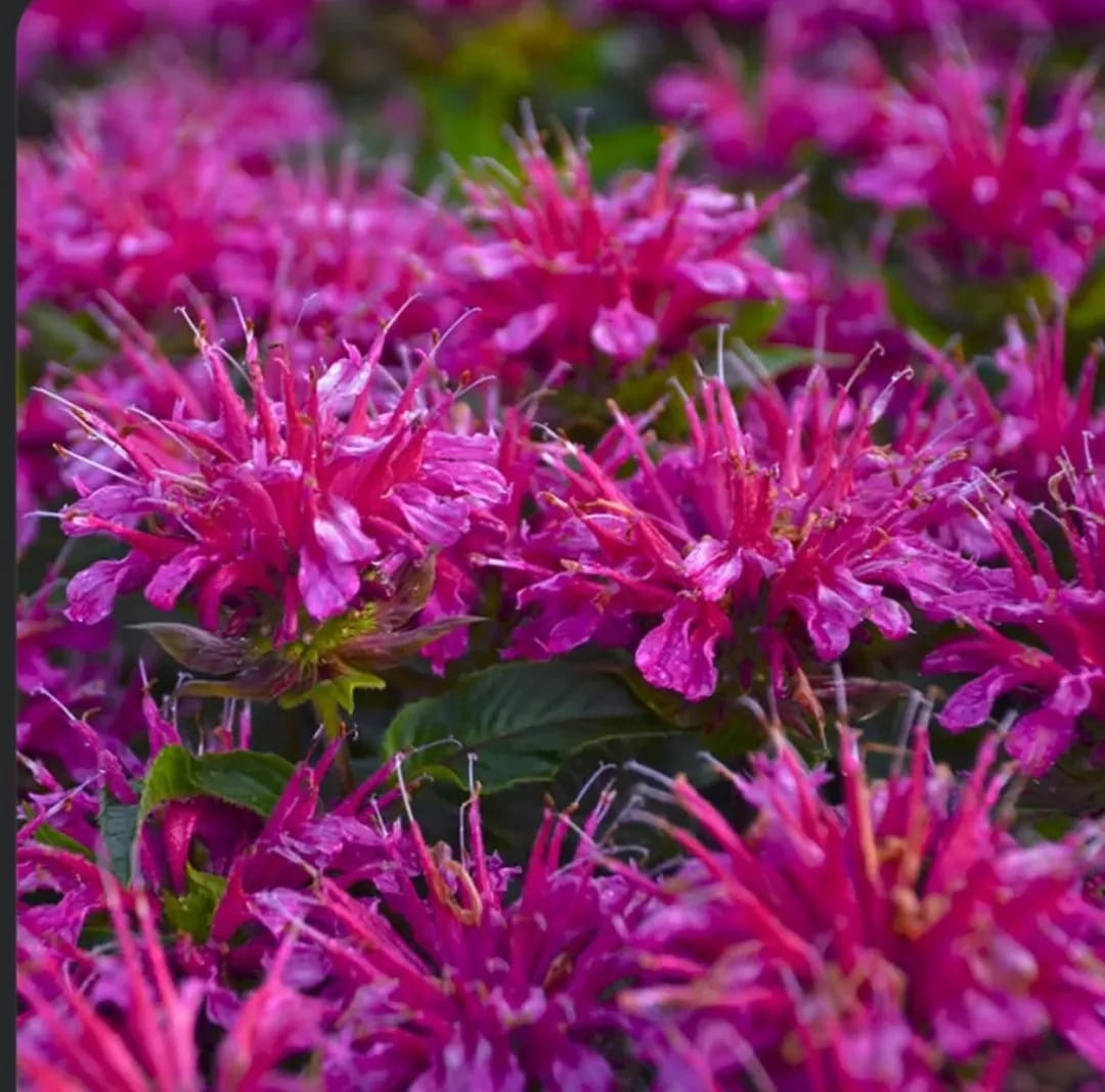 Monarda  - 0