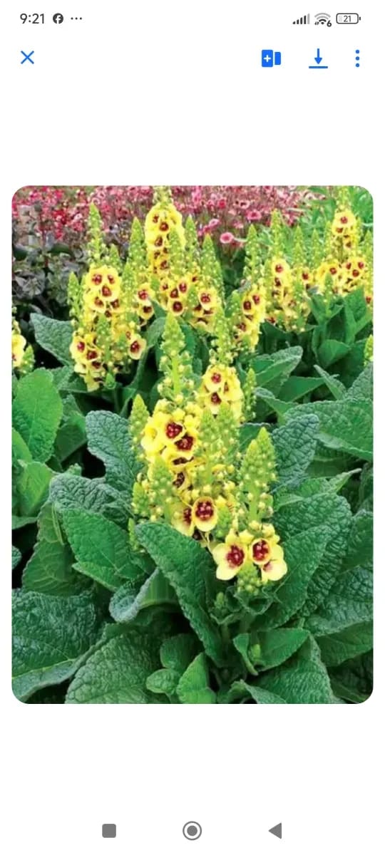 Verbascum  - 0