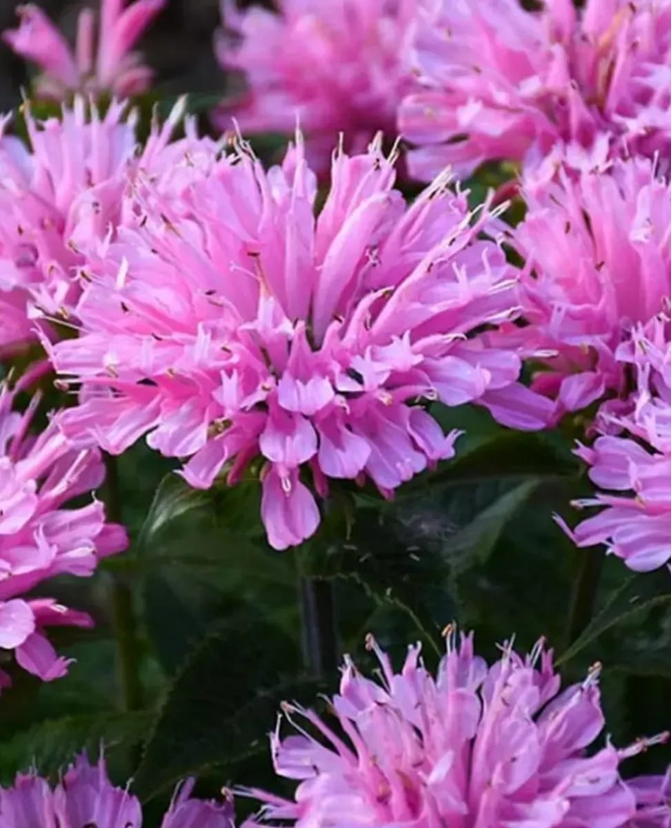 Monarda - 0