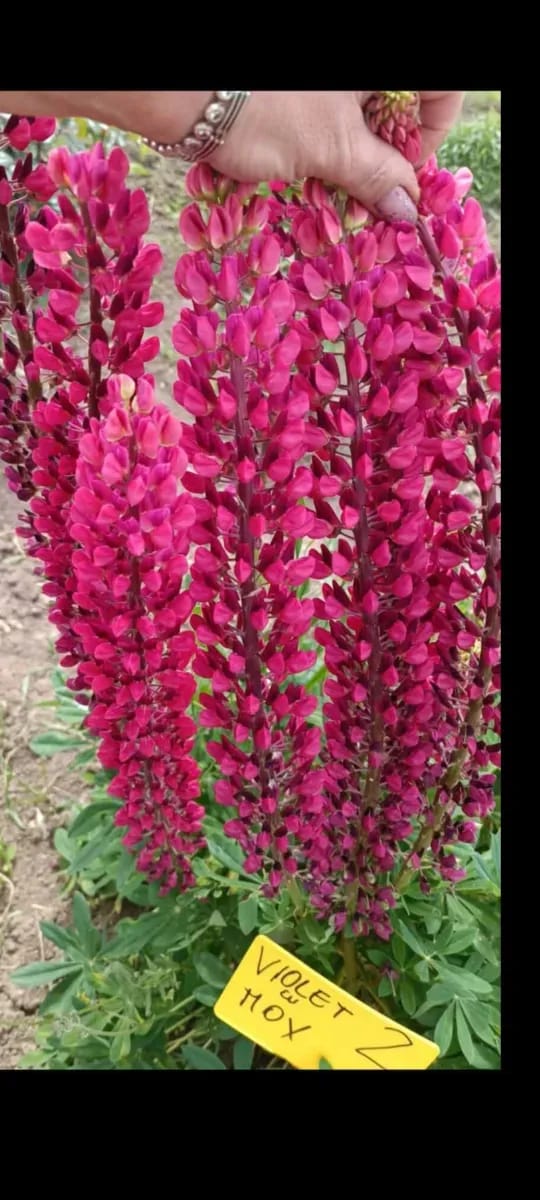 Lupin  - 0