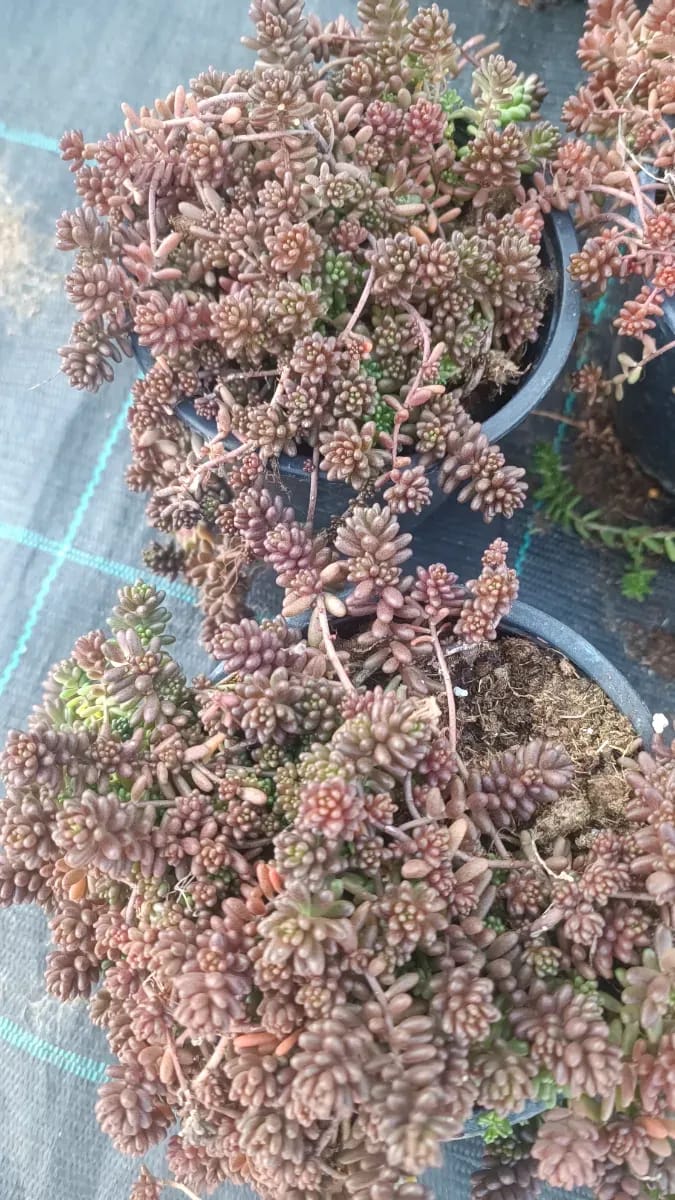 Sedum perene  - 0