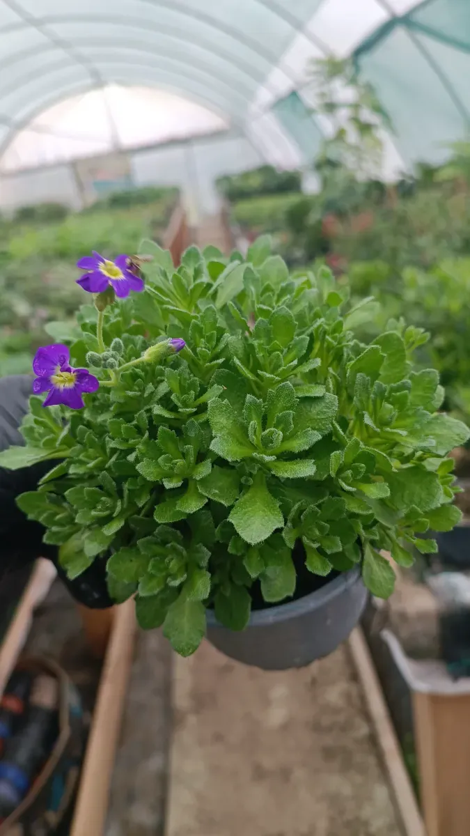 Aubrieta cascadă - 1