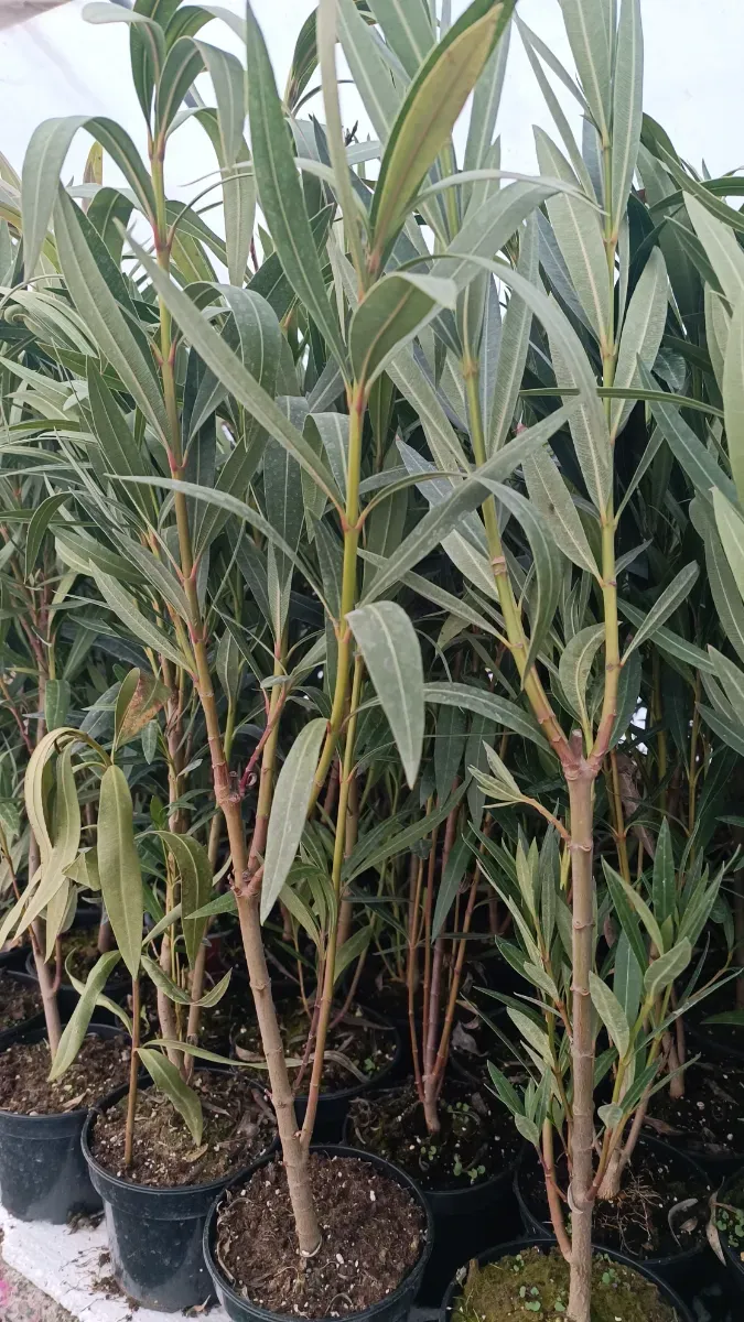Oleander..leandri Mari 1m - 0