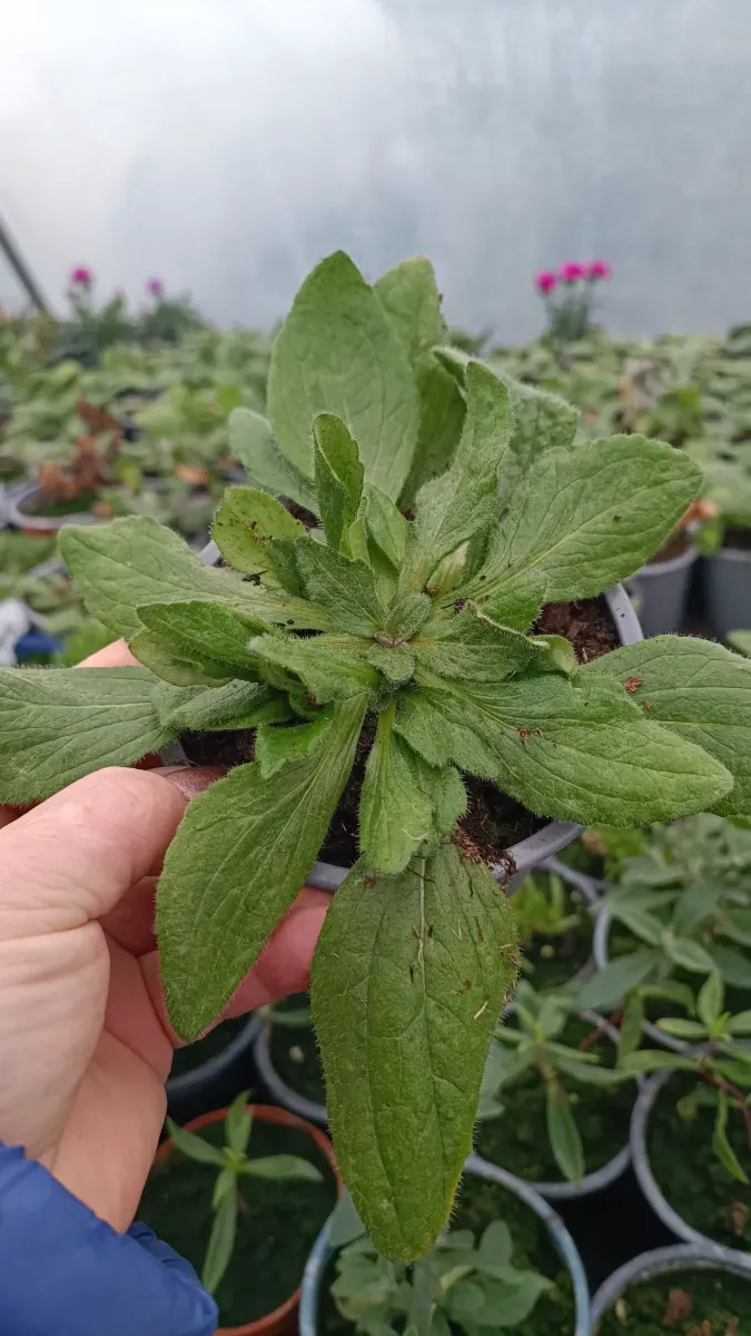 Echinacea se formează tufă înfloresc toată perioada - 0