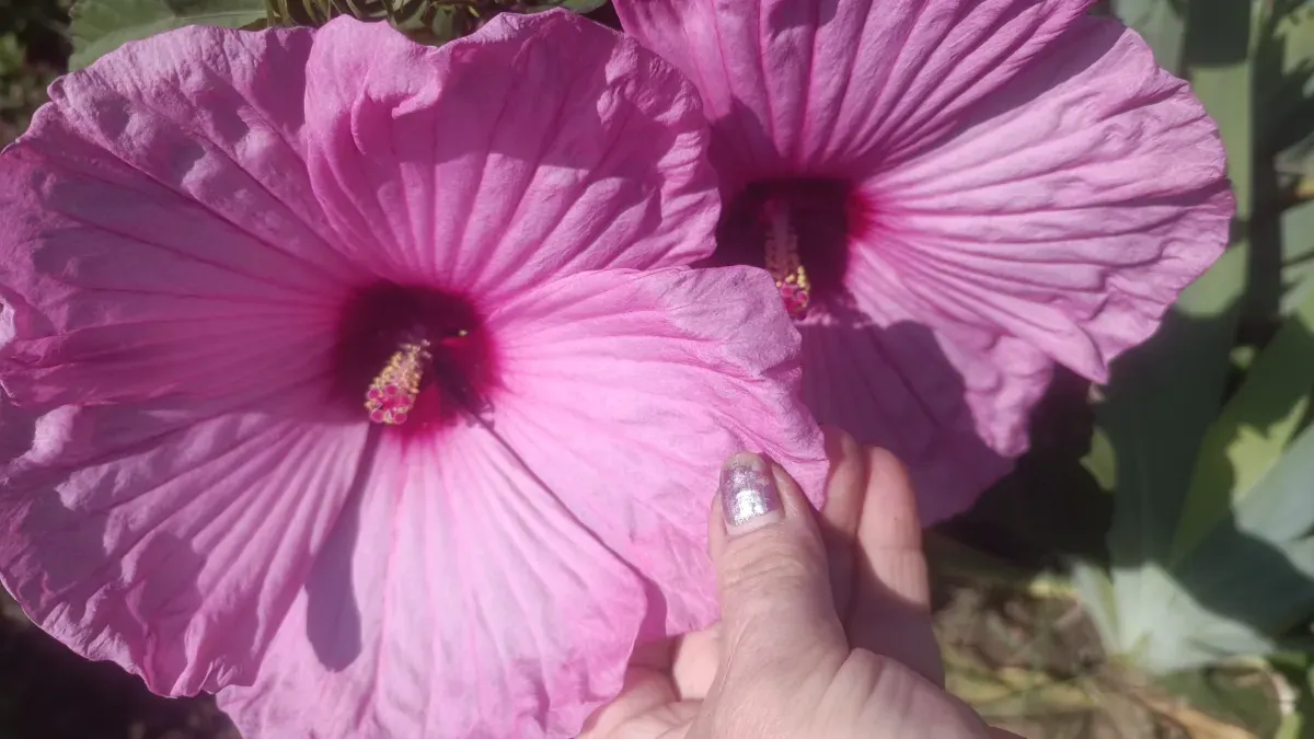Semințe de hibiscus Moscheotus - 0