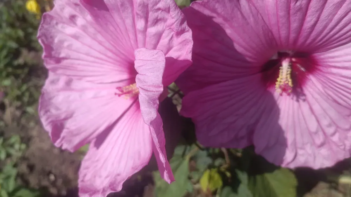 Semințe de hibiscus Moscheotus - 1
