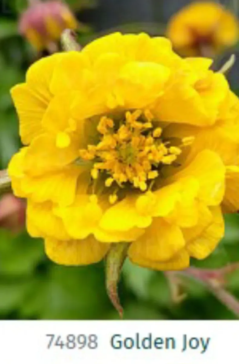 Geum... s-au mușcate de grădină - 0