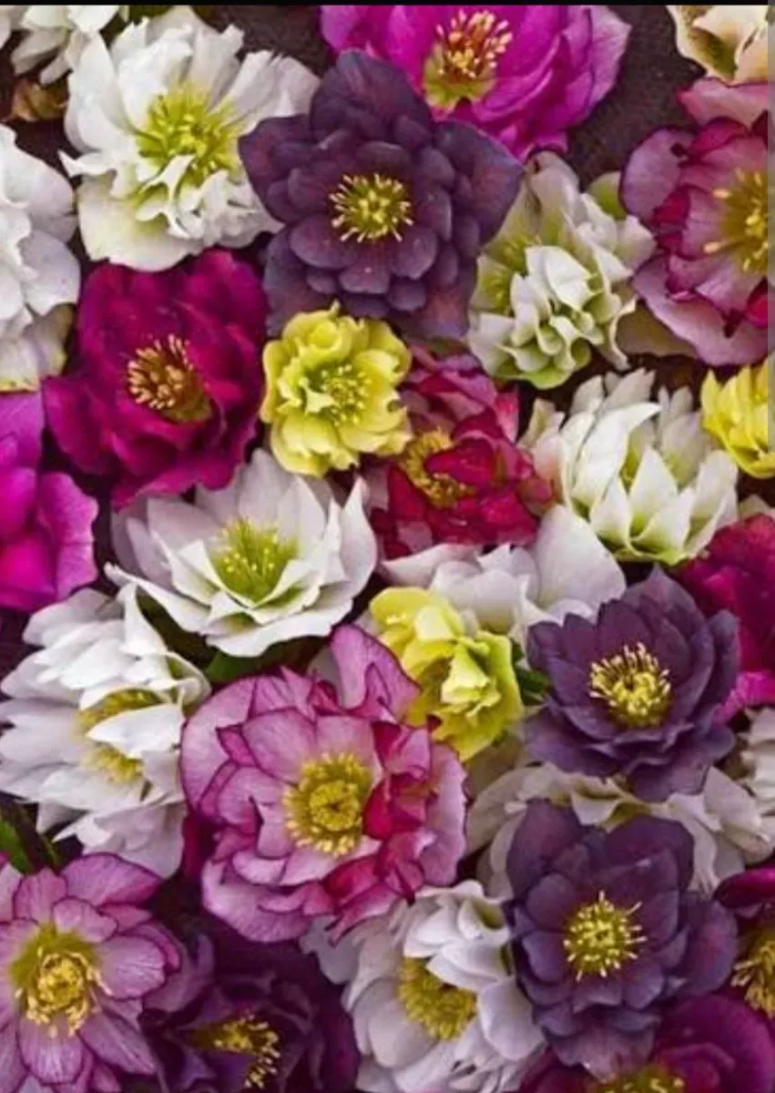 Helleborus - 0