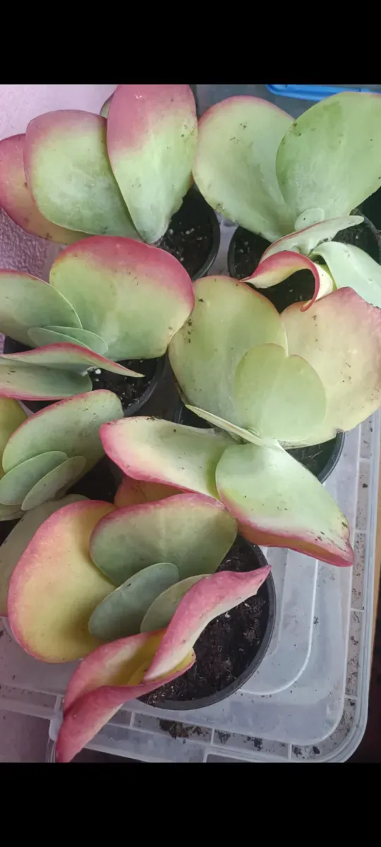 Kalanchoe - 0