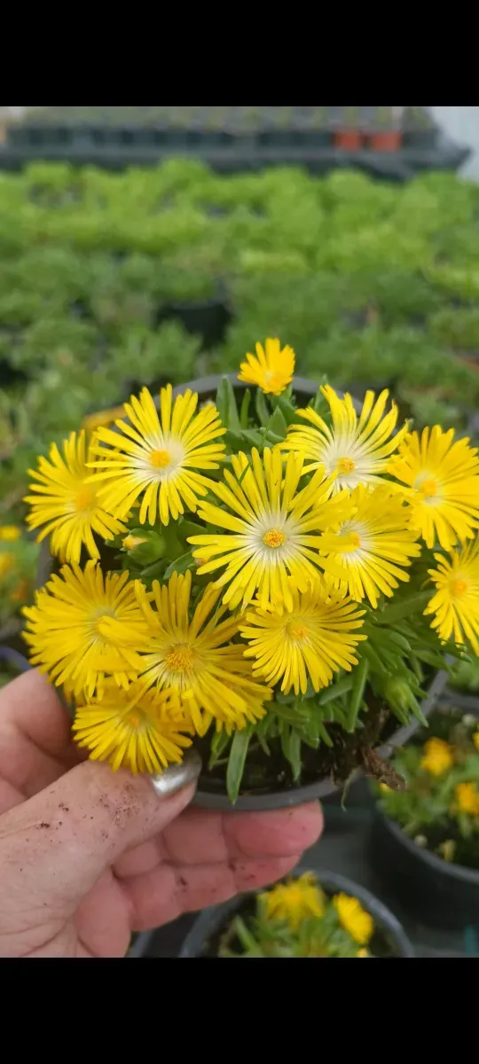 Delosperma cu floare mare galben - 0