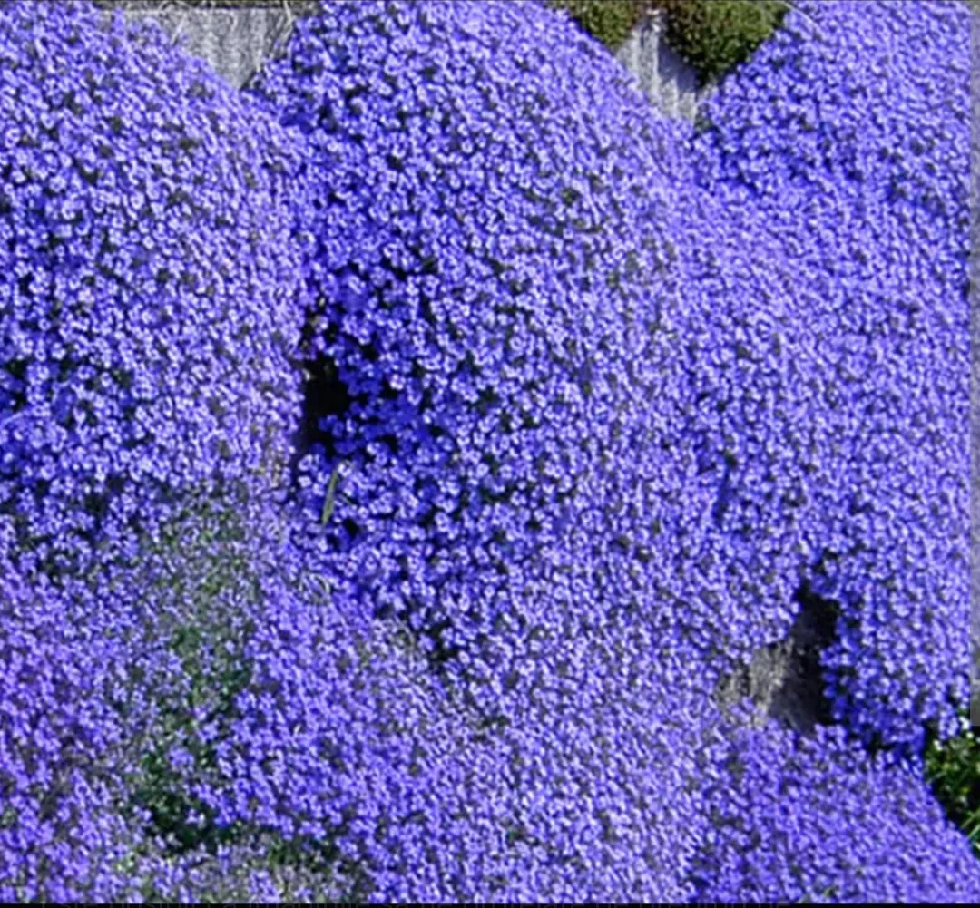 Aubrieta cascadă - 1