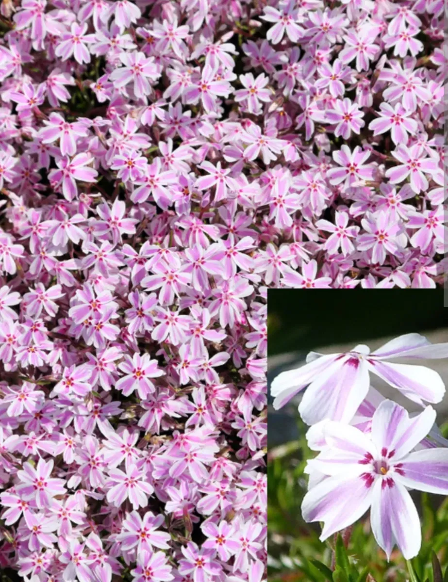 Phlox subulata - 0