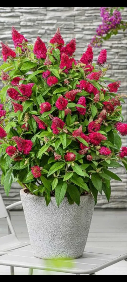Liliac Pitic - 1