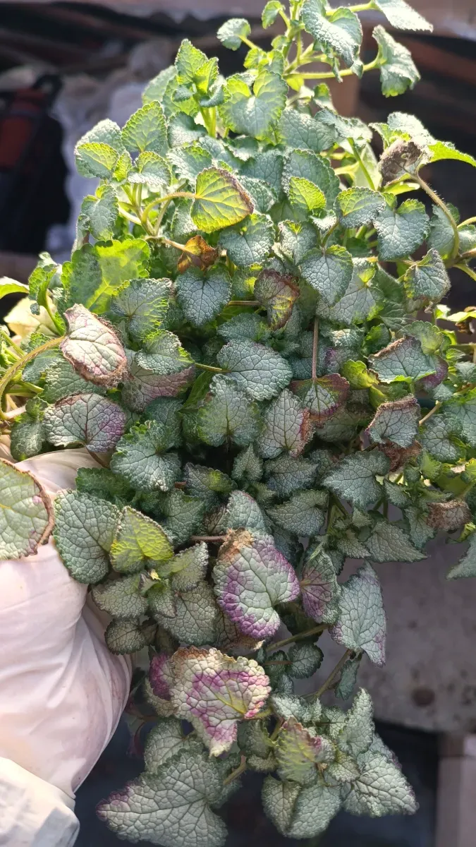 Lamium - 1