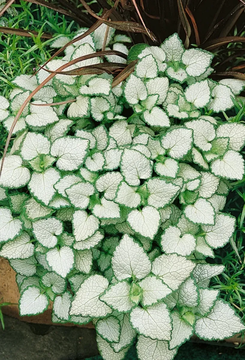 Lamium - 0