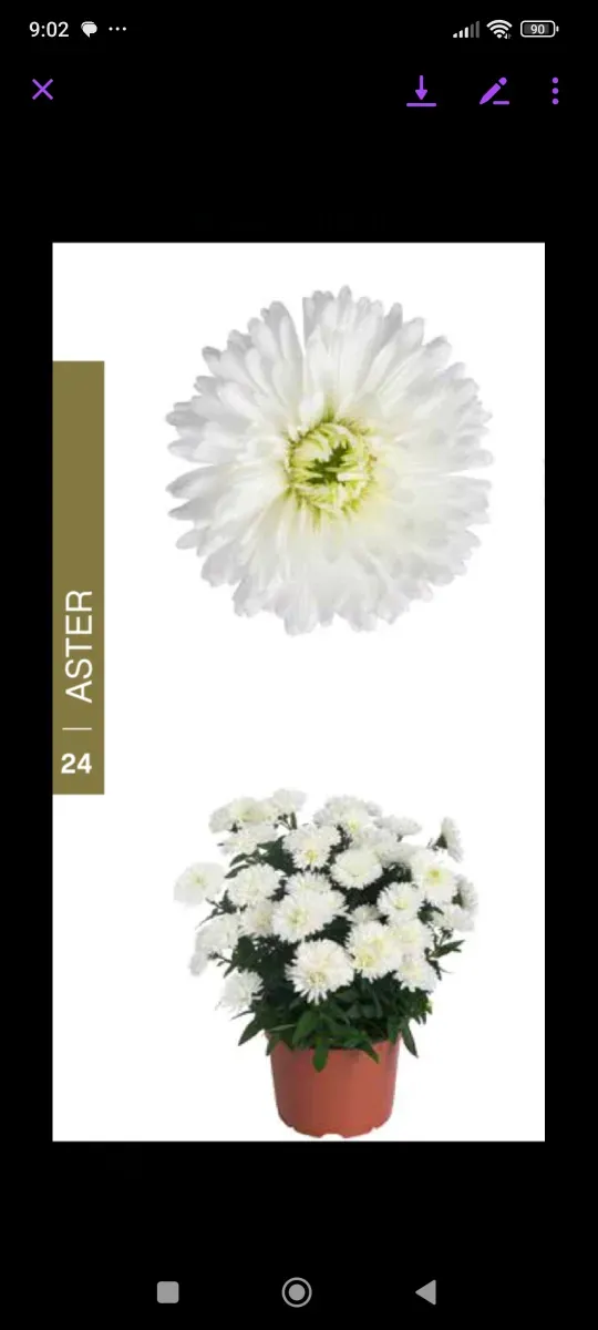 Aster - 1