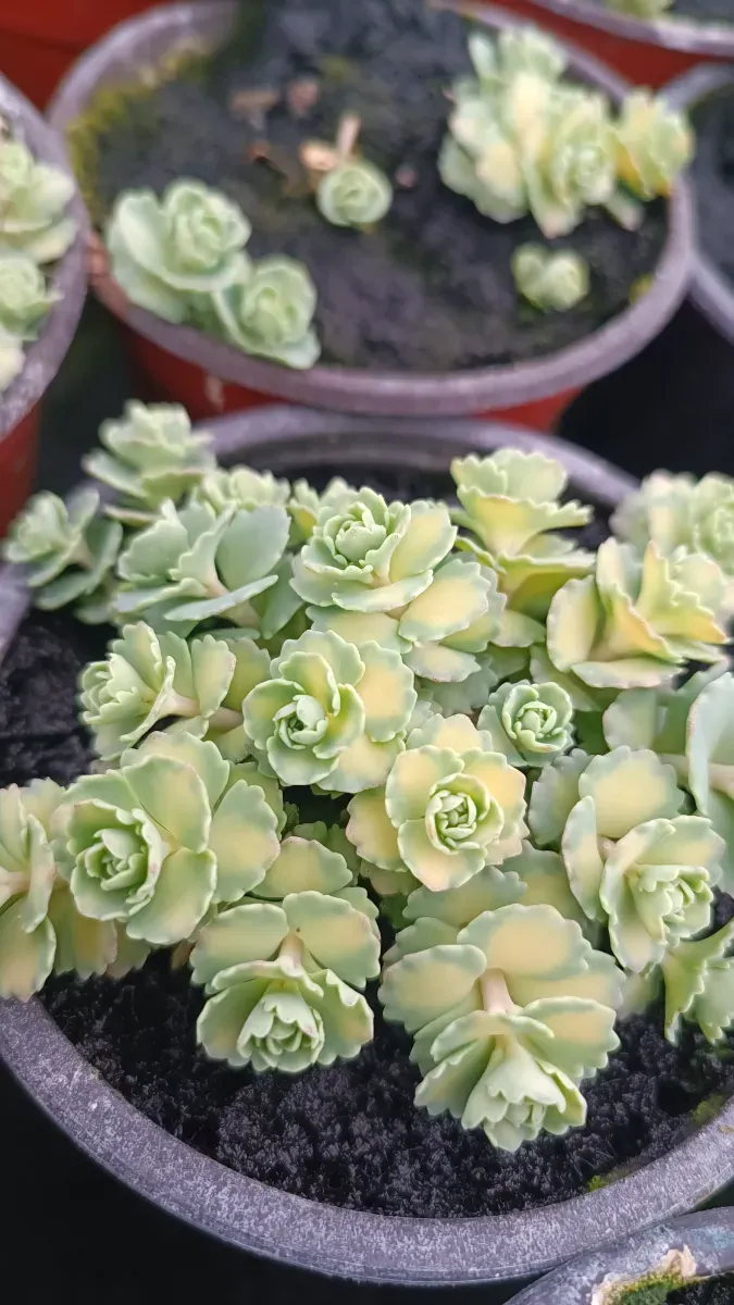 Sedum siboldi variegat și simplu - 1