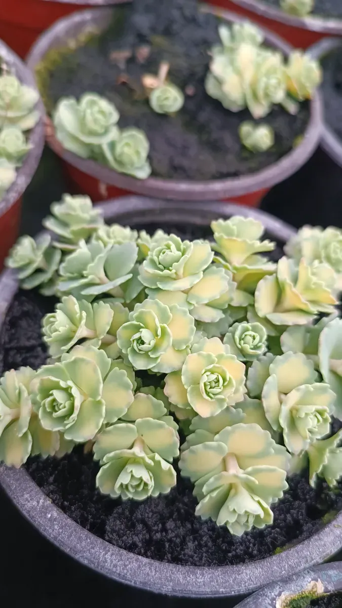 Sedum siboldi variegat și simplu - 0