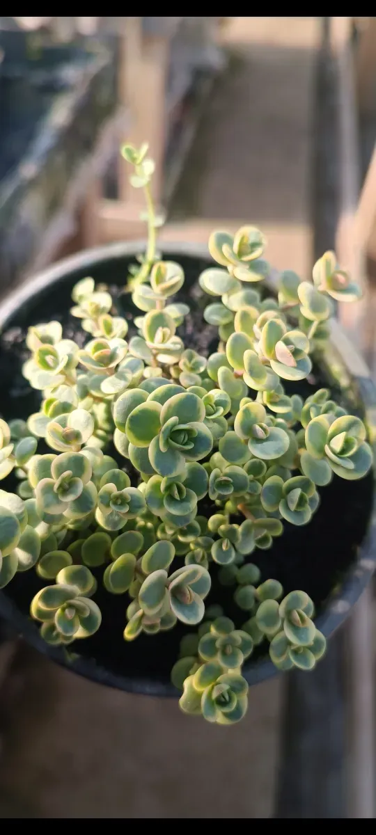 Sedum perene - 0