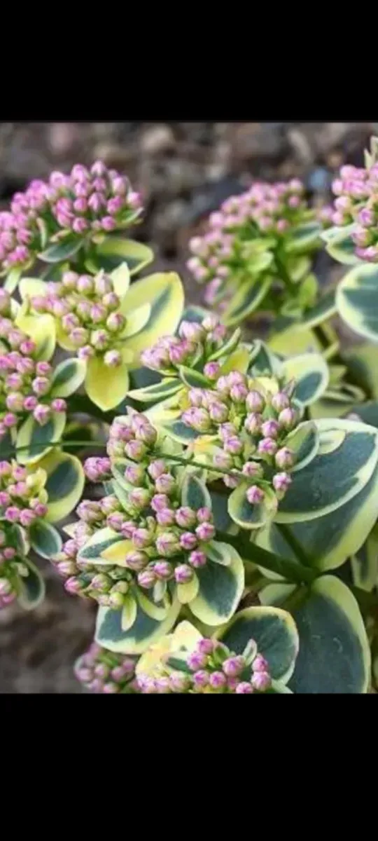 Sedum perene - 1