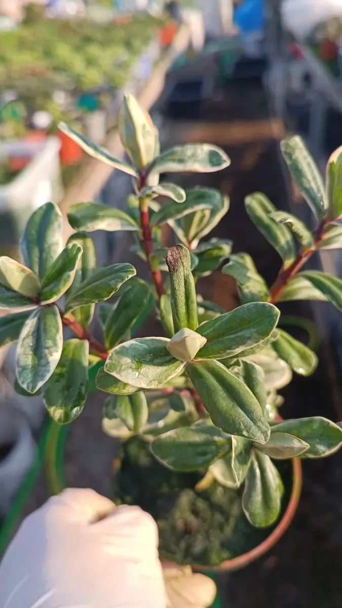 Hébe sau Veronica floare perenă - 1
