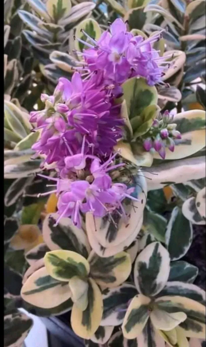 Hébe sau Veronica floare perenă - 0