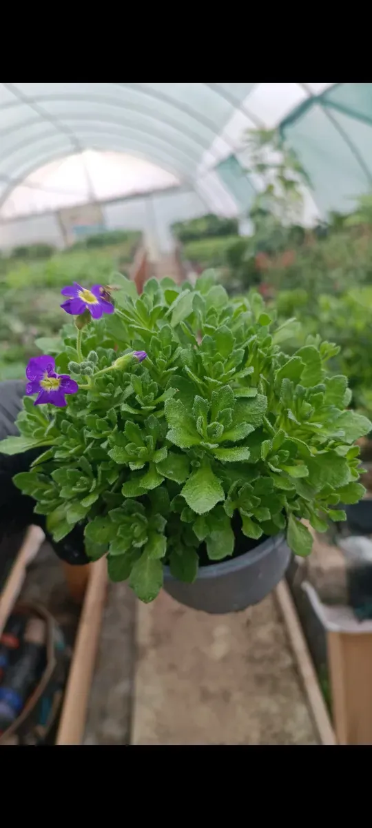 Aubrieta cascadă - 0