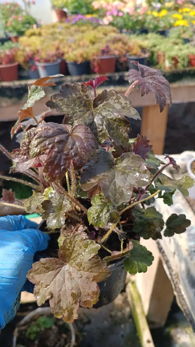 Heuchera - 1