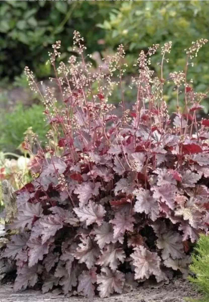 Heuchera - 0