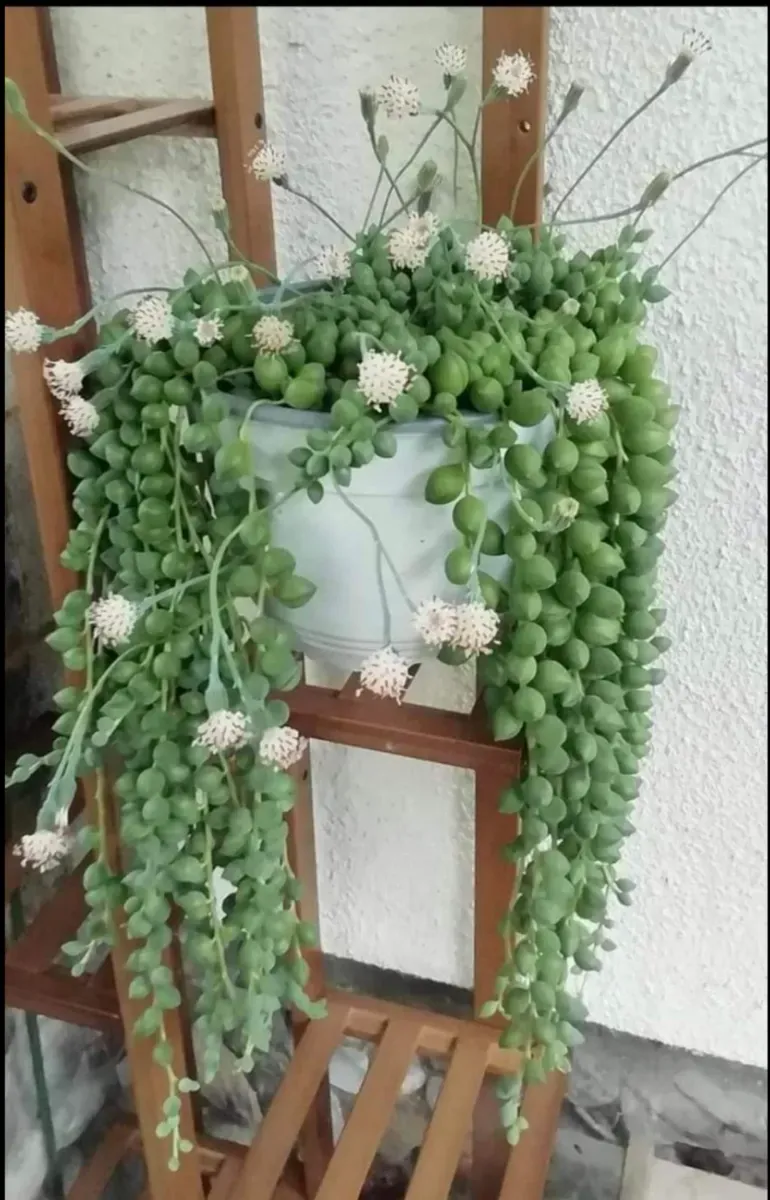 Sineciu s-au șirag de perle - 0