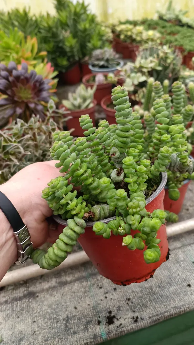 Crasula - 0