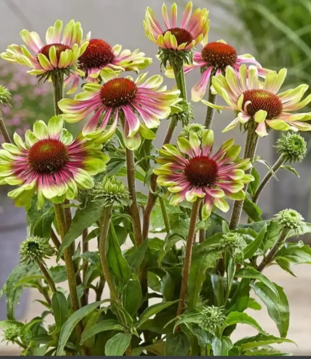 Echinacea se formează tufă mare înflorește toată perioada - 0