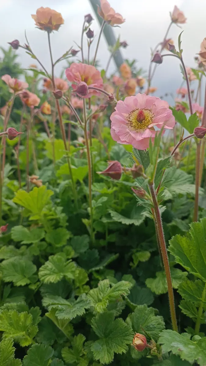 Geum s-au mușcată de grădină - 1