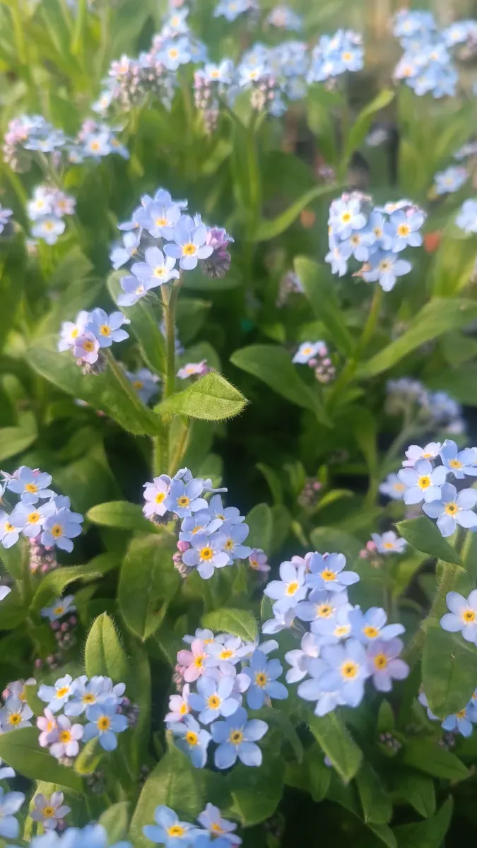 Floarea de nu mă uita - 1