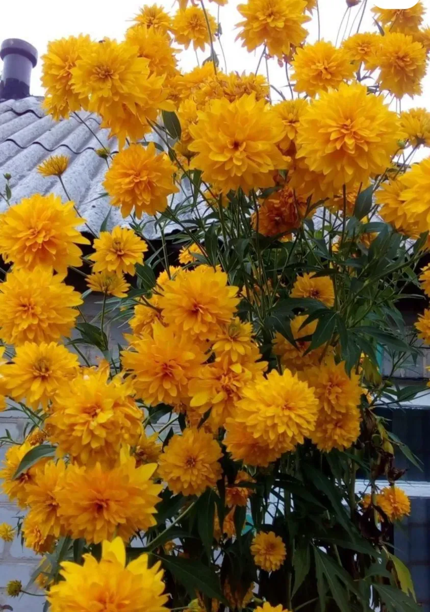 Rudbechia - 0